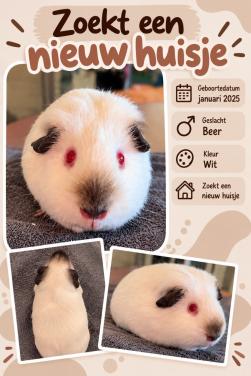 Lieve cavia beer