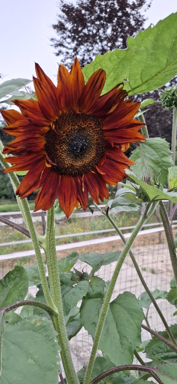 Zonnebloemen
