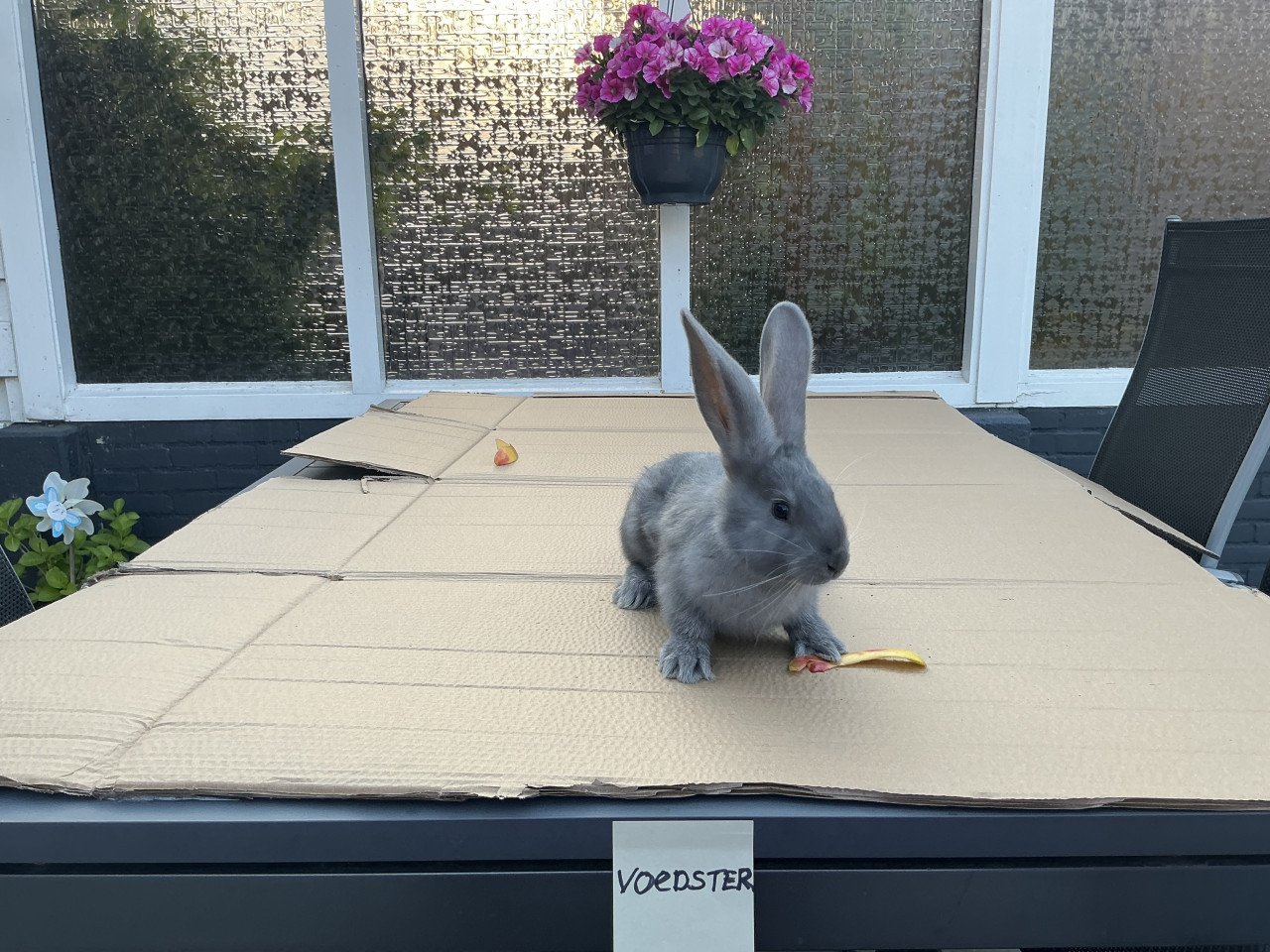 Te koop: raszuivere jonge Duitse reuzen