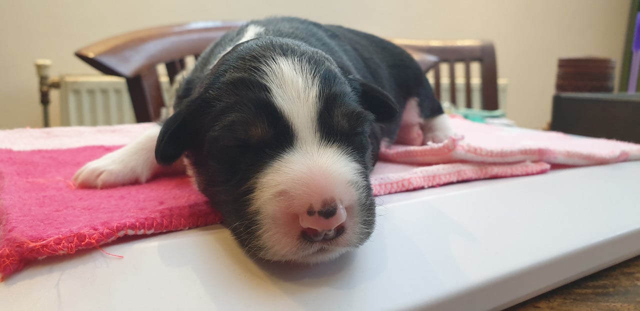 Border Collie