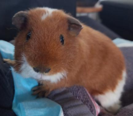Knappe Bono en Zuko zoeken een nieuw huisje
