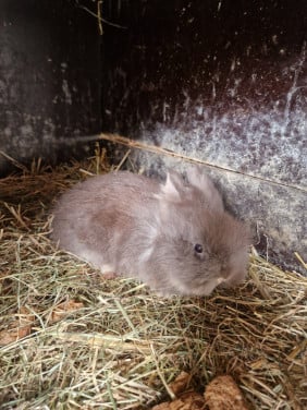 Lief teddy dwergkonijntje