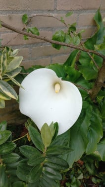 Witte aronskelk stekken