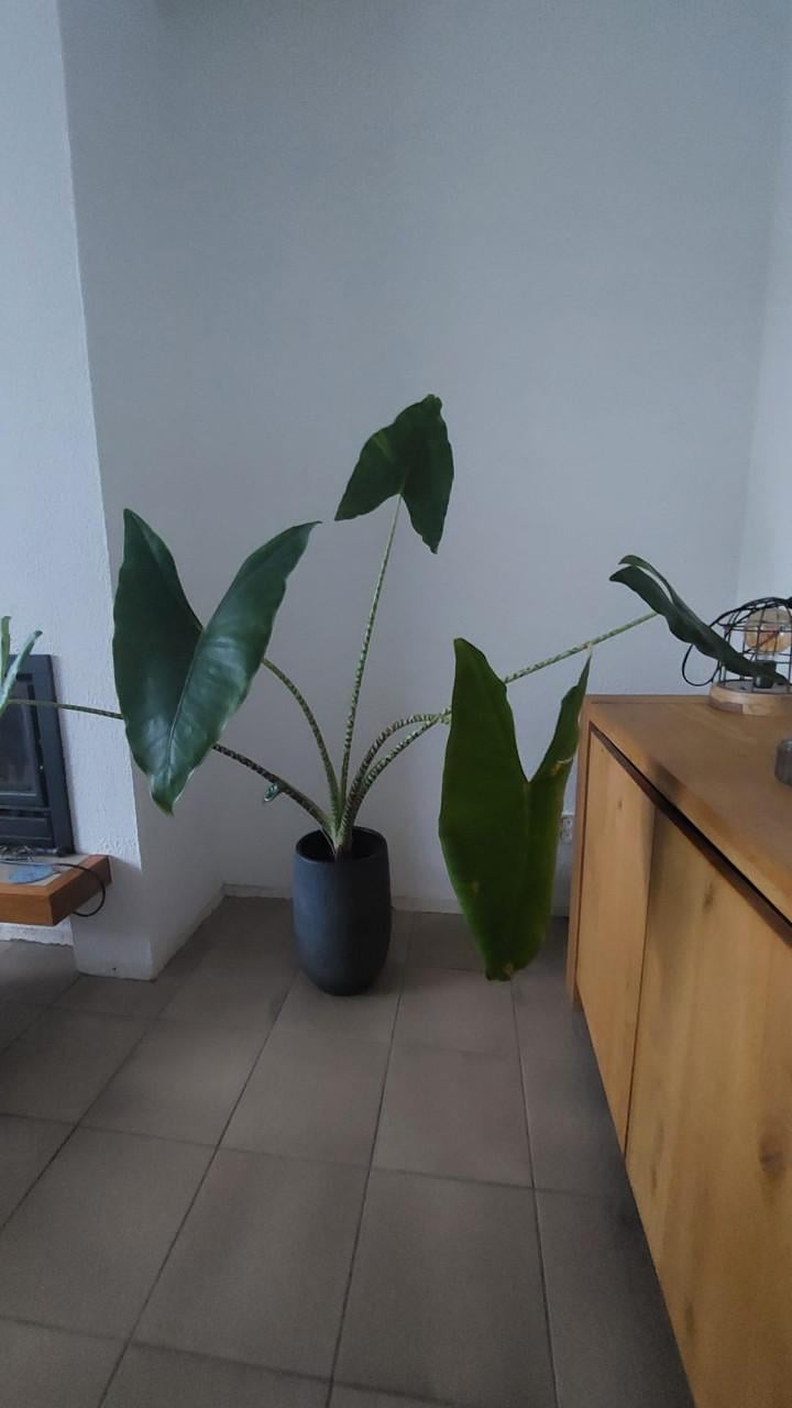 Plant Alocasia Zebrina "olifantoor"