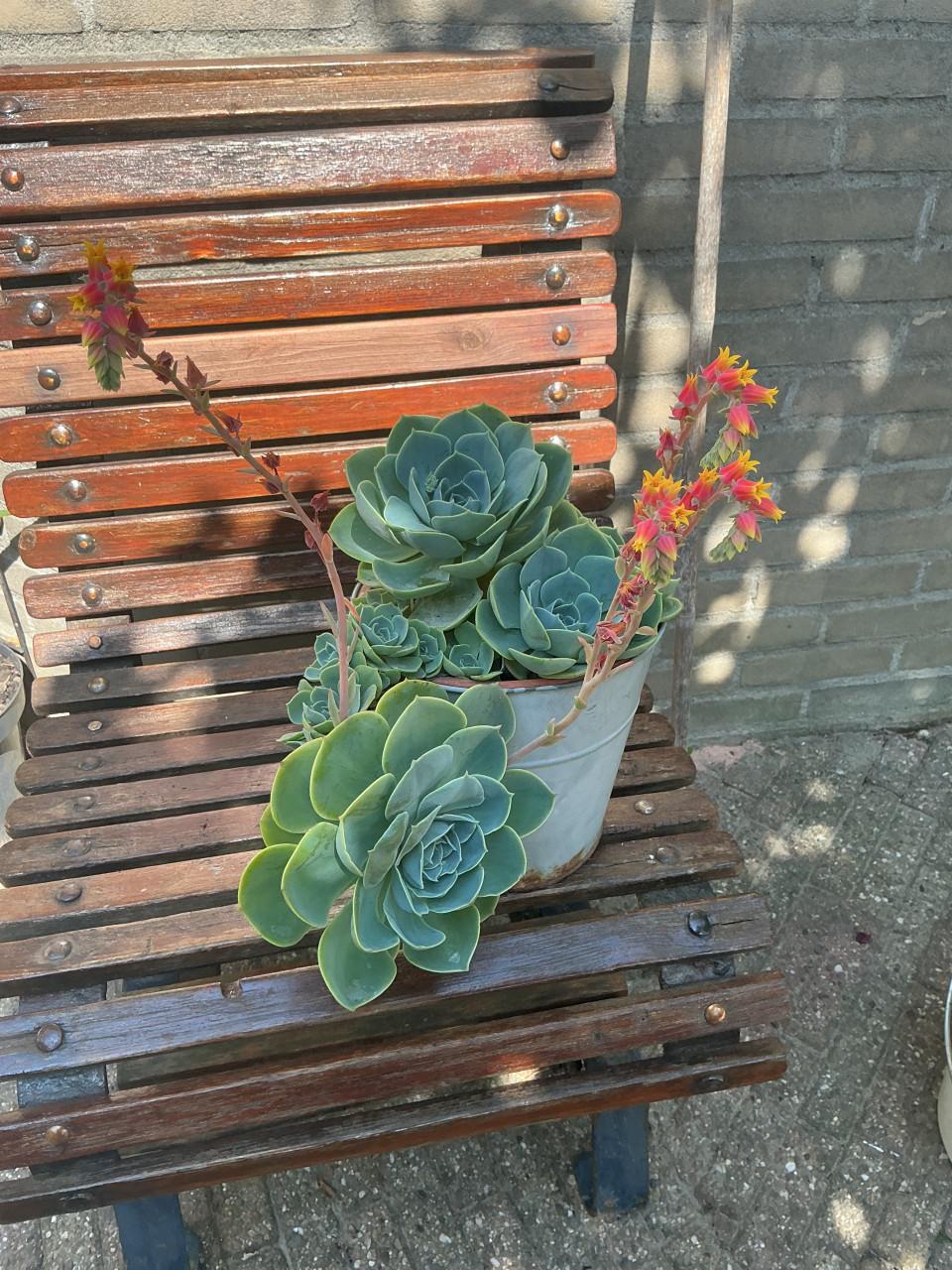 Grote vetplant