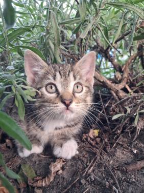 Leuke kitten! (katertje)