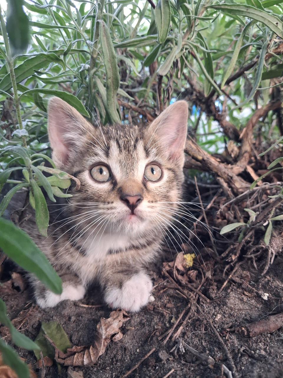 Leuke kitten! (katertje)