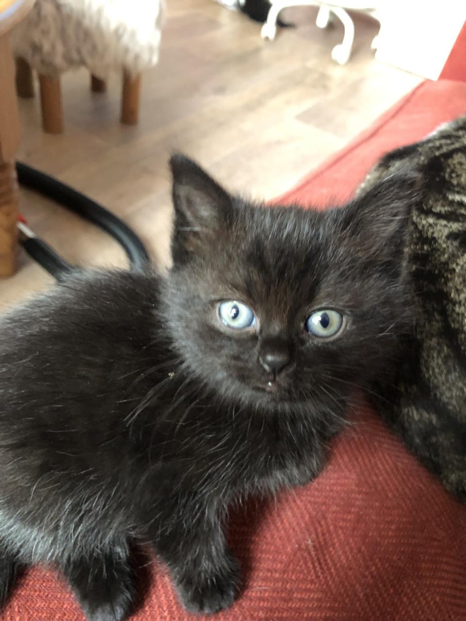Lieve kittens