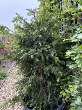 3 taxus 120 hoog