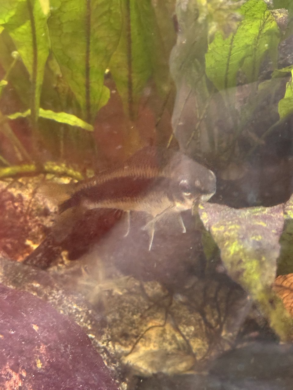 Vissen warm water