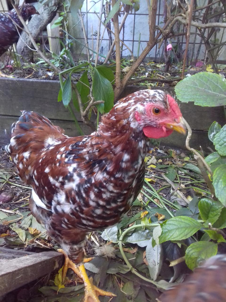 Wyandotte Millefleur kriel haan (rood porselein)