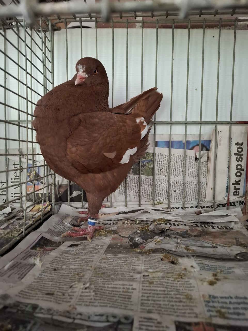 KING sierduif Rood/ wit doffer