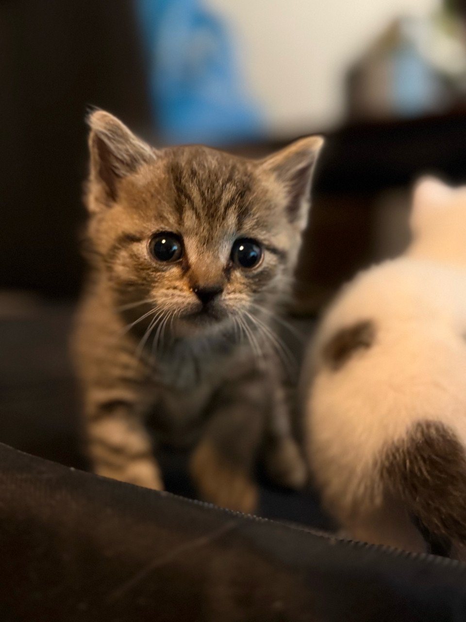 Lieve kittens