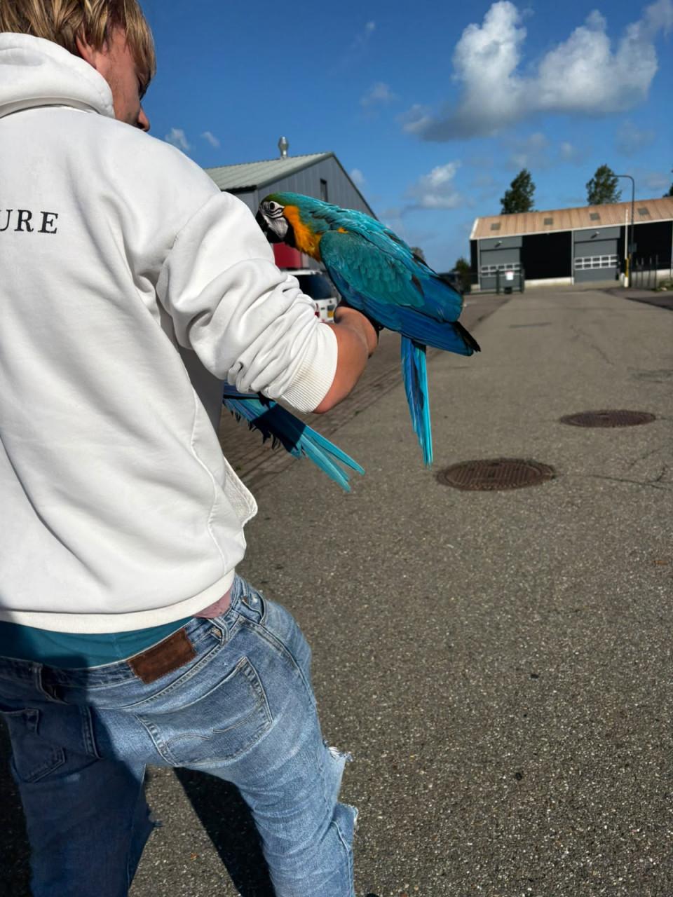 Blauw gele ara jongen tam 13 weken oud