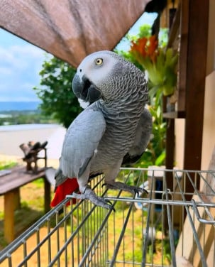 Grijze papegaai met kooi en papieren voor adoptie