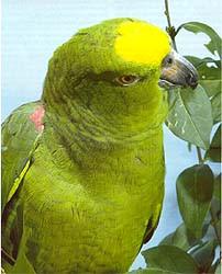 Kweekpapren NG Edelpapegaaien