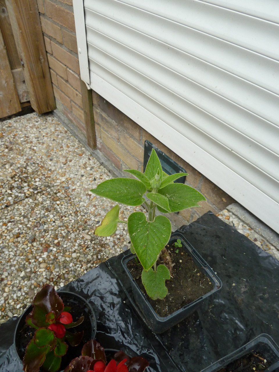 VASTE PLANTEN