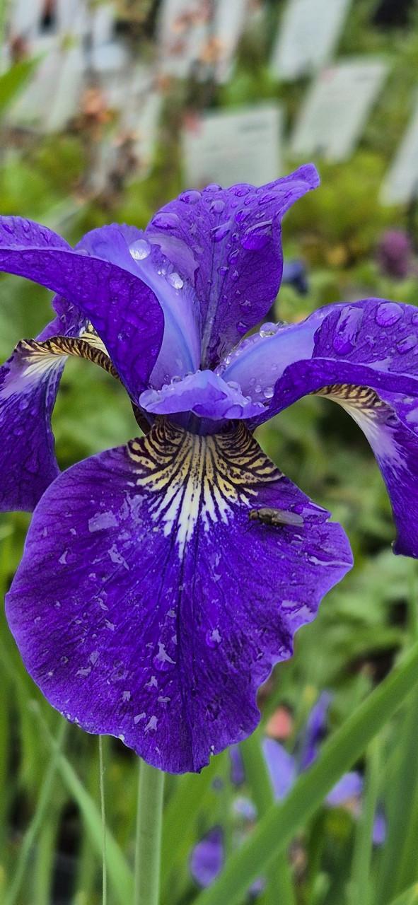 Tuinplanten bio gekweekt