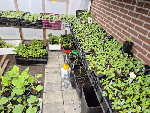 Tomatenplantjes