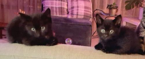 Nog een paar kittens over.