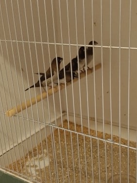 Enkele koppeltjes Japanse meeuwtjes.