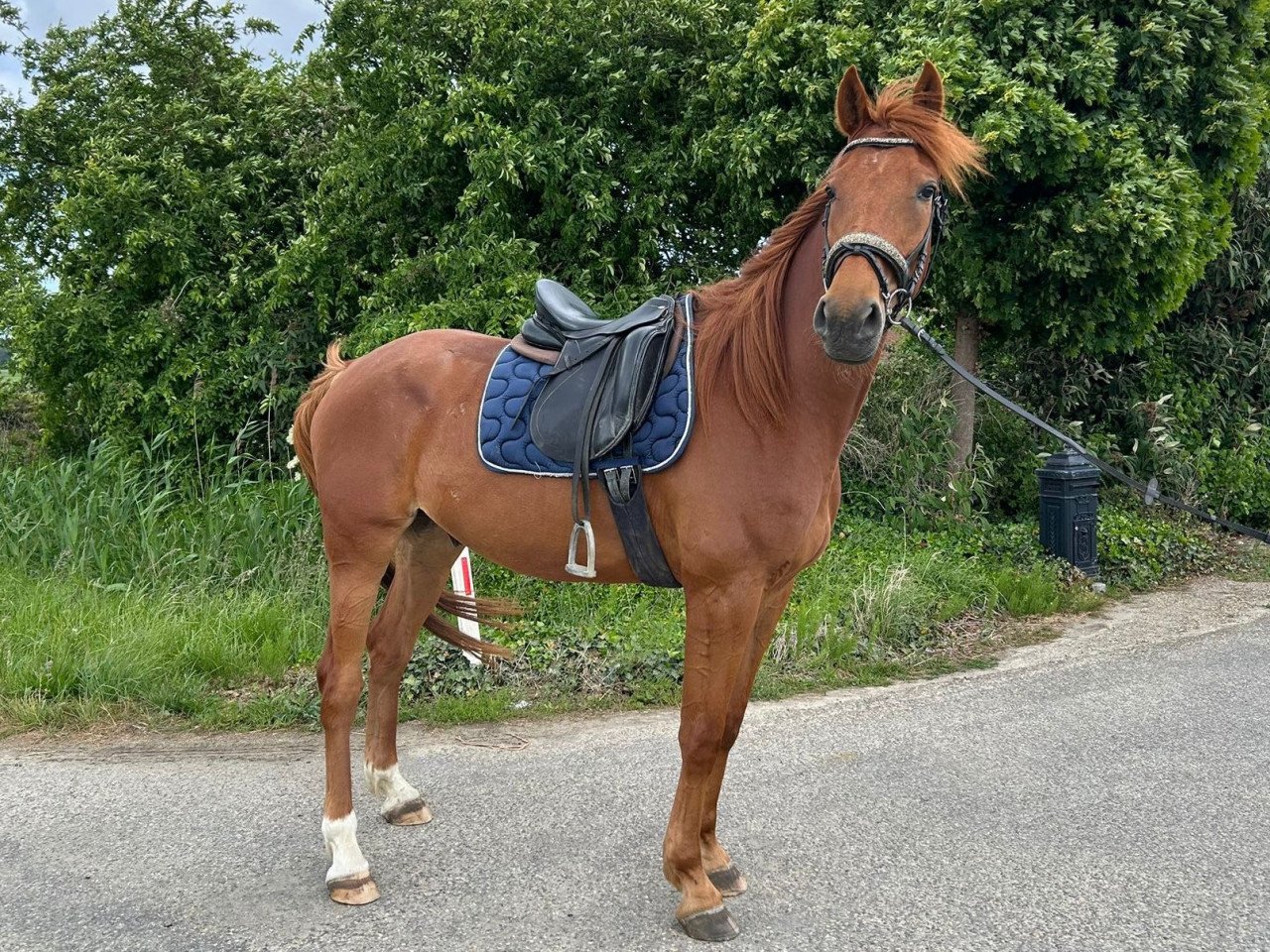 Lief en aanhankelijk paard