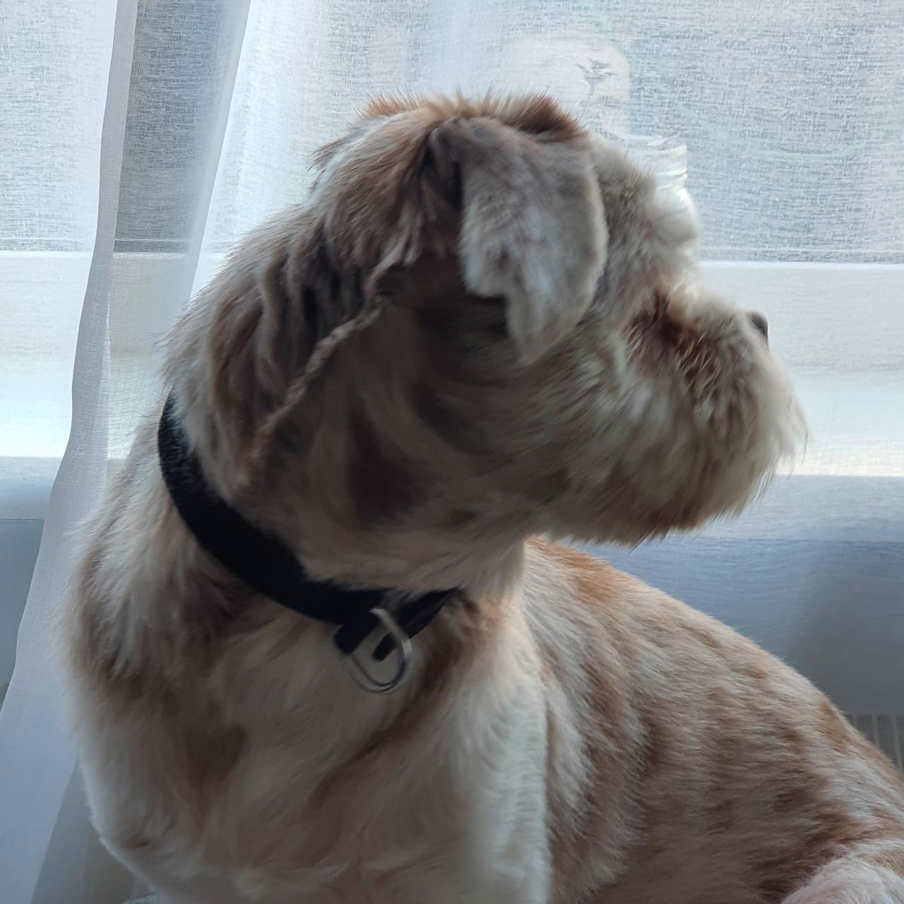 Shih Tzu mix (reu)