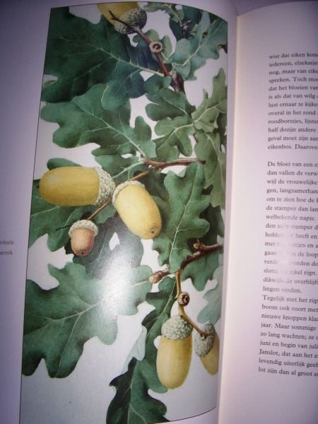 Te koop; boek Jac.P.Thijsse  Eik en beuk  en blonde duinen natuur vintage