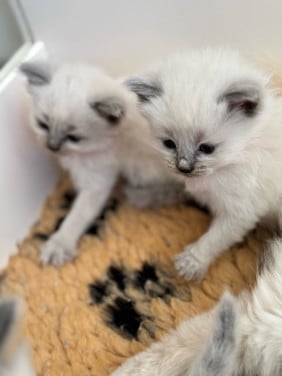 Ragdoll kittens bleupoint poesjes en katertjes