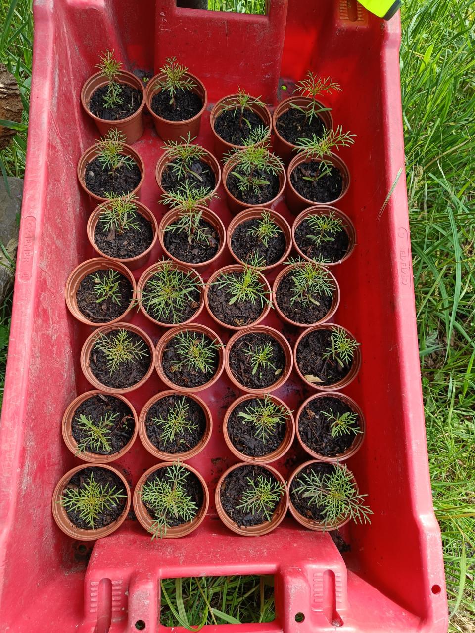 🌱🏵️ Biologische moestuin plantjes, bloemen en kruiden 🏵️🌱