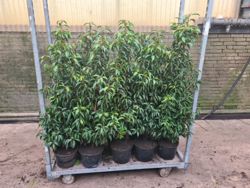 Portugese laurier 100-125 cm potgekweekte haagplanten