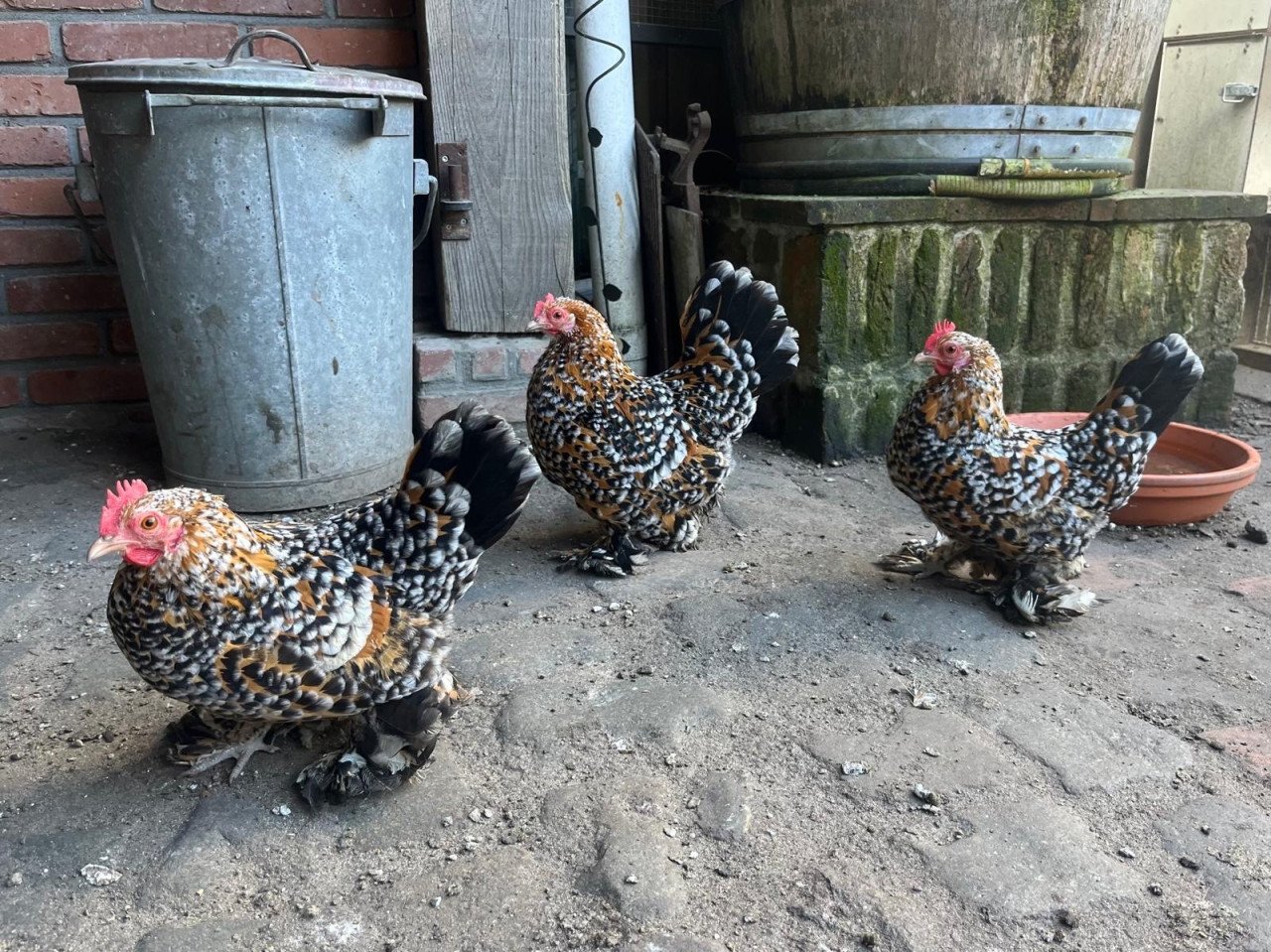 3 toompjes sabelpoot porselein