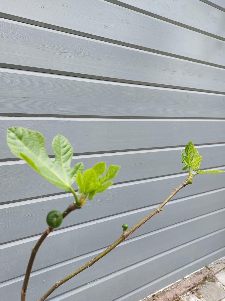 VIJGEN BOOM.