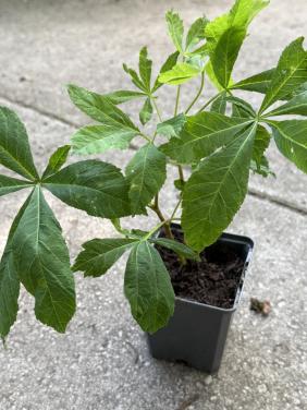 40 kastanjeboom stekken in pot