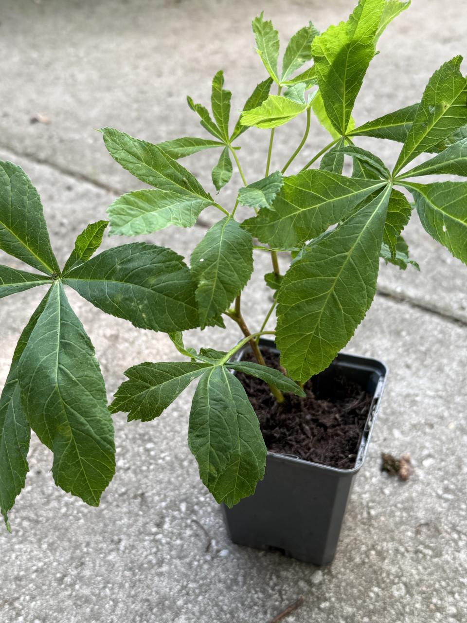 40 kastanjeboom stekken in pot