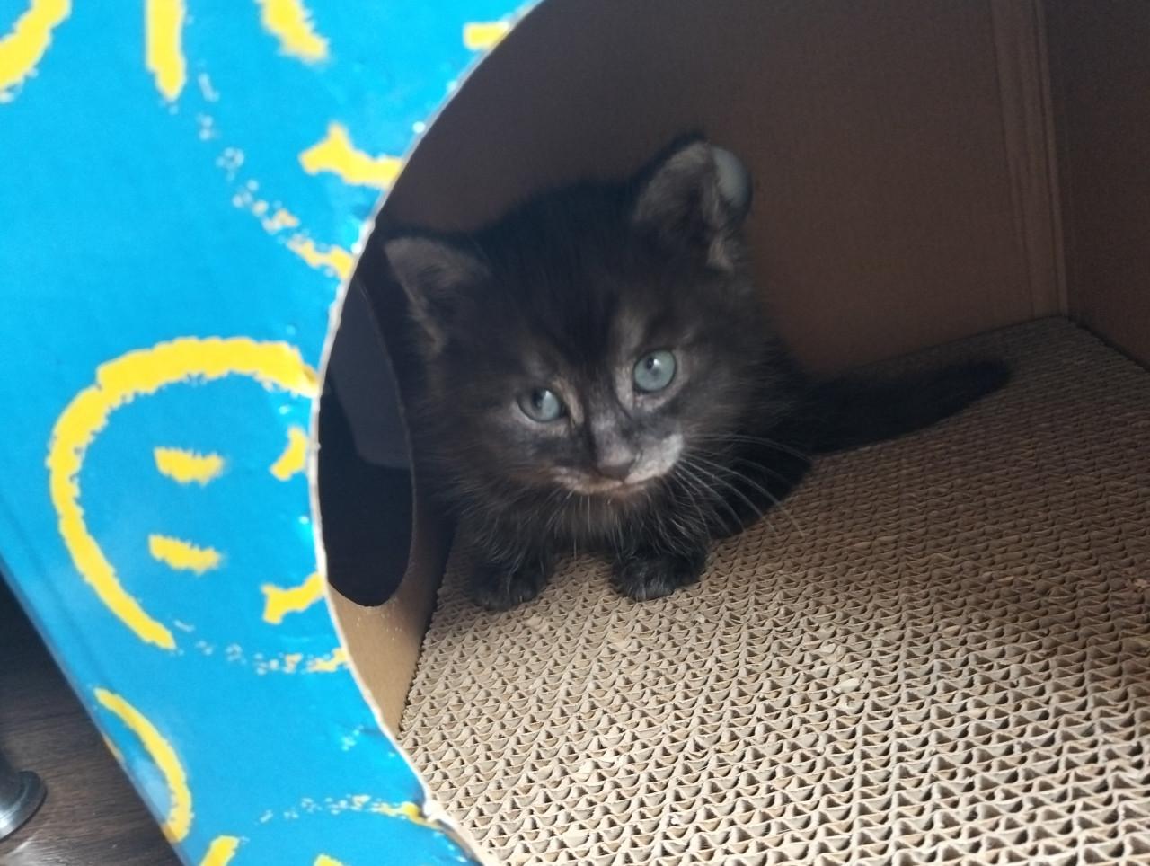 Kitten