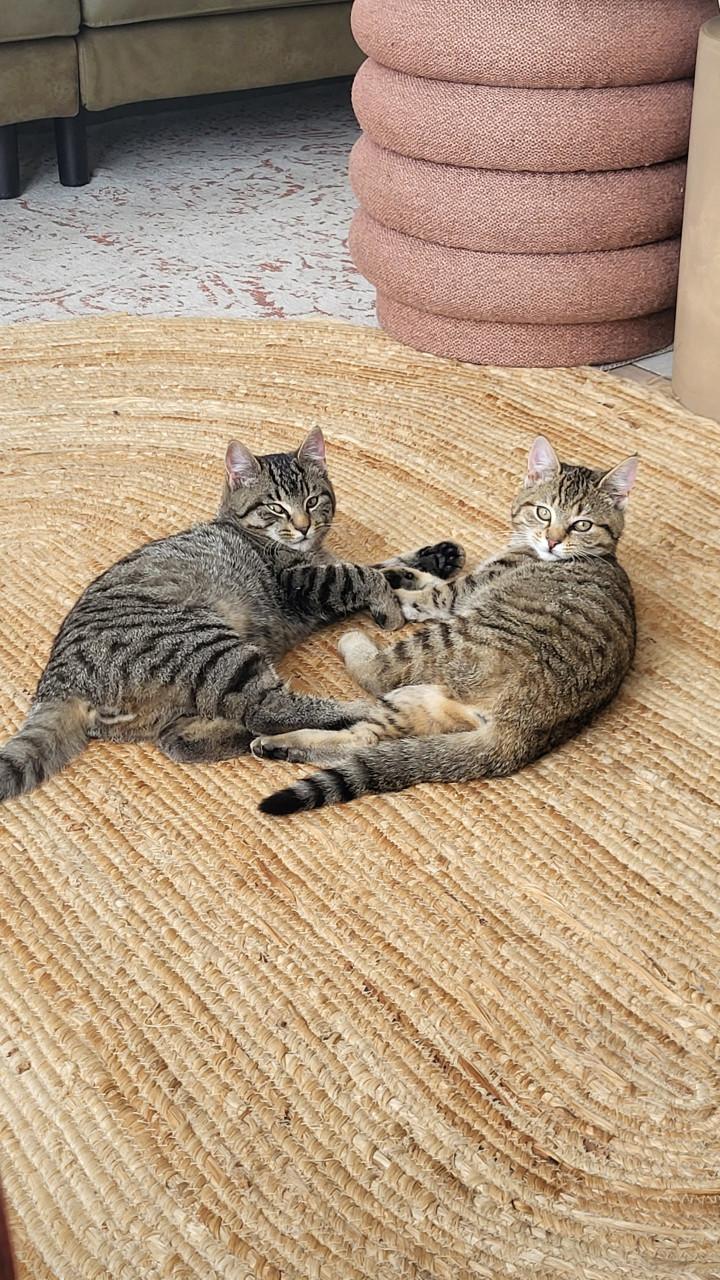 Twee boerderijkittens