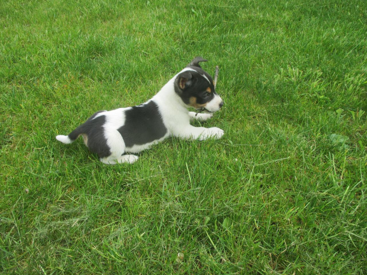 Mooie jack russell pups