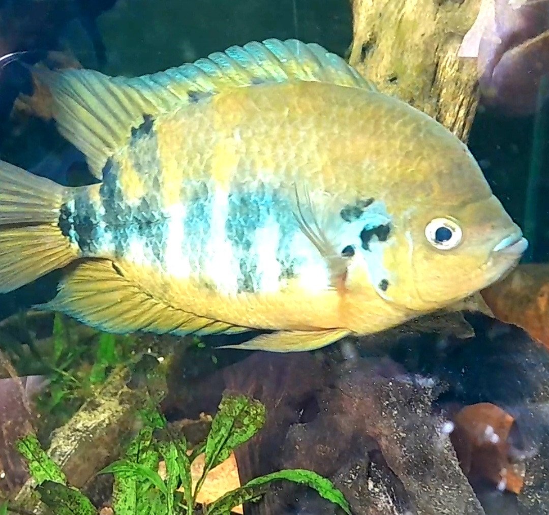 Zeldzame Centrarchus cichliden jongen