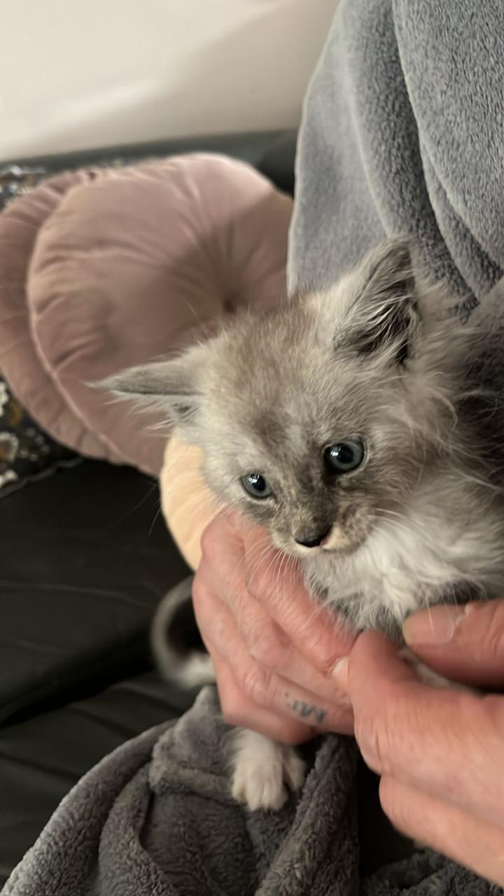 Maincoons kittens te koop