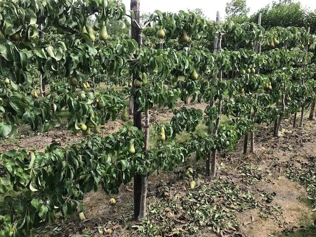 Fruitbomen in leivorm / Leibomen / Peer