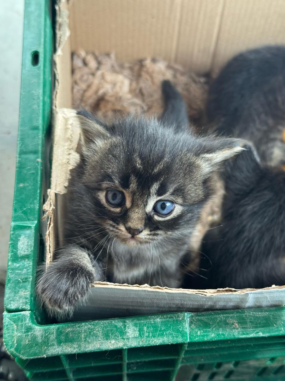 4 kittens te koop