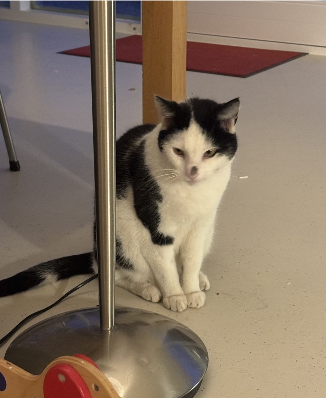 Wie heeft Toef, onze kater gezien?
