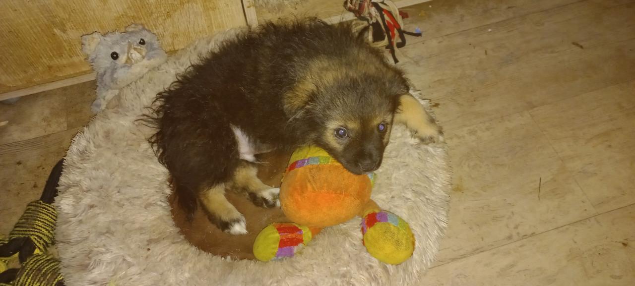 75% kruising pomeriaan