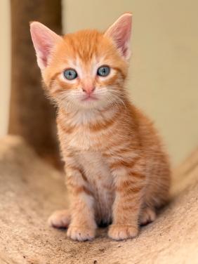 Prachtige kittens