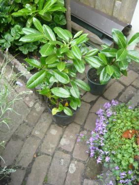 Laurier planten