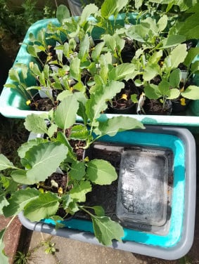 Bloemkool-Tomaten-Augurkenplantjes