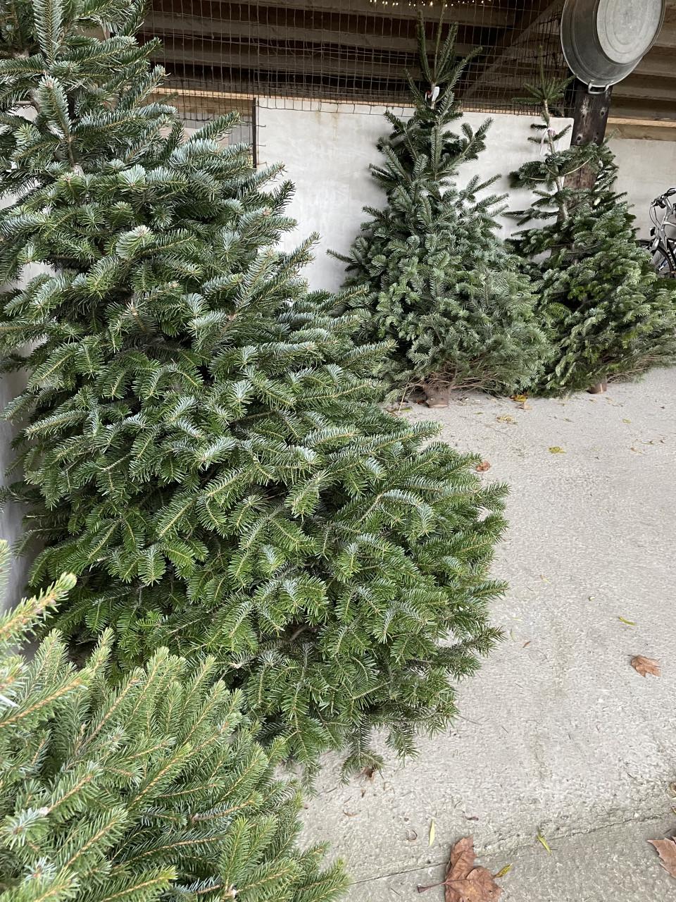 TE KOOP KERSTBOMEN