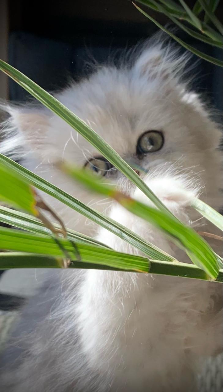 Perzische kitten poesje 13 weken .