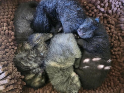 Kortharige (M) kittens van lieve boerderijkat (kruising brits korth)